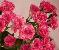 Саженцы роз