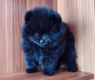 Щенки померанского шпица.