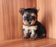 Щенки йоркширского терьера.