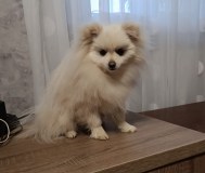 Померанский шпиц