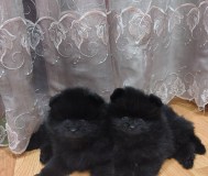 Мальчик померанского шпица