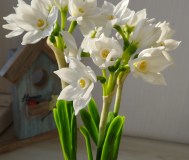 Нарциссы ручной работы