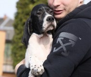 Щенки английского пойнтера