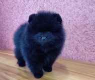 Мальчик померанского шпица.