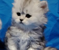 Шиншиллята котята.