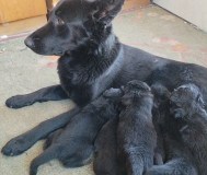 Щенки немецкой овчарки