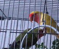 Попугаи неразлучники
