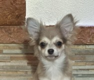 Чихуахуа щенок