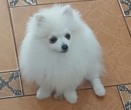 Померанский шпиц