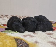 Карликовый пудель чёрного окраса щенки