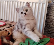 Очаровательные котята.