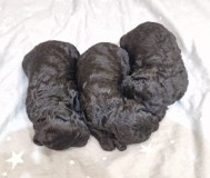 Миниатюрный пудель чёрного окраса щенки