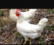 Несушки породы леггорн
