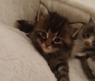 Котята мейнкун