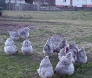 Породистые цыплята орпингтон