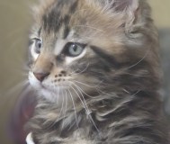 Котёнок