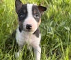 Миниатюрный бультерьер - щенки