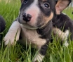 Миниатюрный бультерьер - щенки