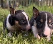 Миниатюрный бультерьер - щенки