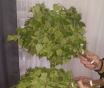 Банные веники из березы