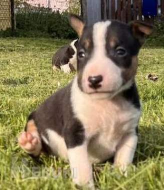 Миниатюрный бультерьер - щенки 0