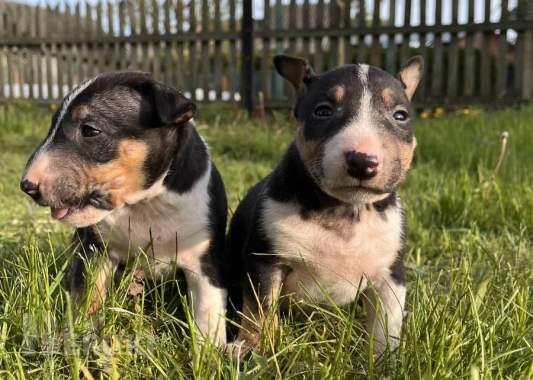 Миниатюрный бультерьер - щенки 1