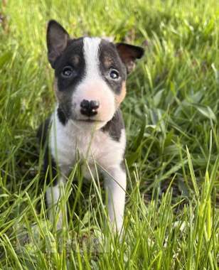 Миниатюрный бультерьер - щенки 2