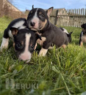 Миниатюрный бультерьер - щенки 3