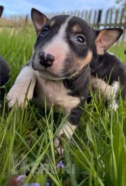 Миниатюрный бультерьер - щенки 4