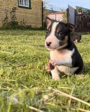 Миниатюрный бультерьер - щенки 5