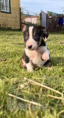 Миниатюрный бультерьер - щенки 6