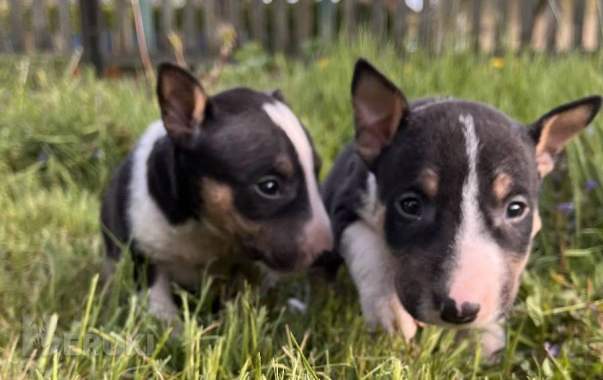 Миниатюрный бультерьер - щенки 7
