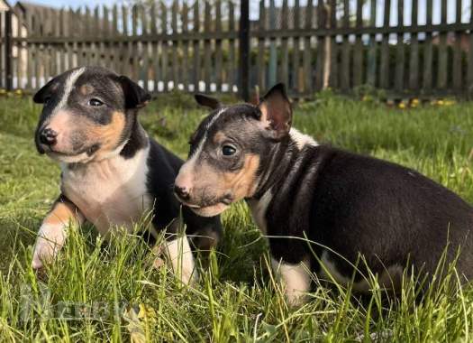 Миниатюрный бультерьер - щенки 8