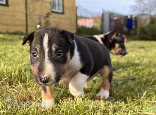 Миниатюрный бультерьер - щенки 9