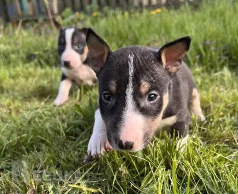 Миниатюрный бультерьер - щенки 10