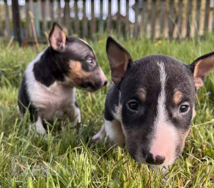 Миниатюрный бультерьер - щенки 11