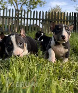 Миниатюрный бультерьер - щенки 12