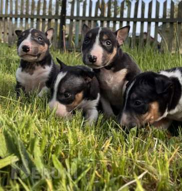 Миниатюрный бультерьер - щенки 13