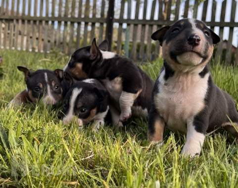 Миниатюрный бультерьер - щенки 14