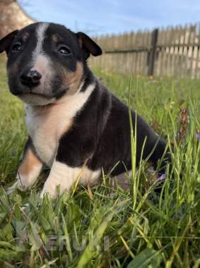 Миниатюрный бультерьер - щенки 15