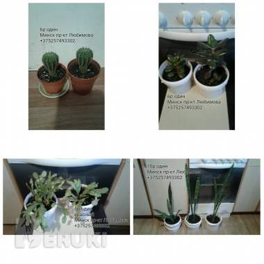 Комнатные растения