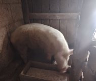 Хряк рабочий