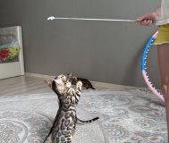 Бенгальские котята.