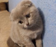 Шотландские котята лилового окраса