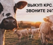Выкуп быков, коров, лошадей в каждом регионе рб. Звоните. 