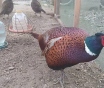 Фазан охотничий.