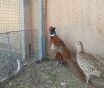 Фазан охотничий.