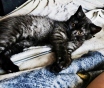 Котята скоттиш-страйт