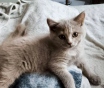 Котята скоттиш-страйт
