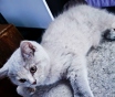 Котята скоттиш-страйт